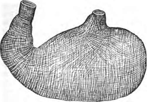 The muscular coat of the stomach.