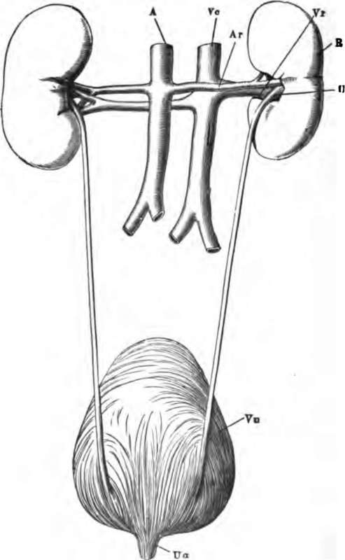 The renal organs, viewed from behind. R, right kidney; A, aorta; Ar, right renal artery.