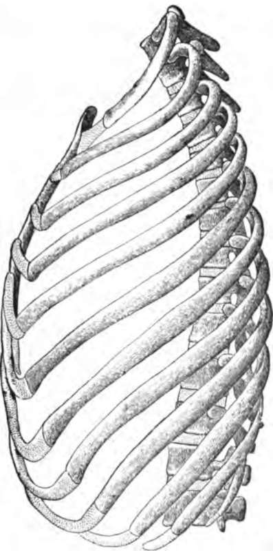 The ribs of the left side, with the dorsal and two lumbar rertebrae the rib cartilages, and the sternum.