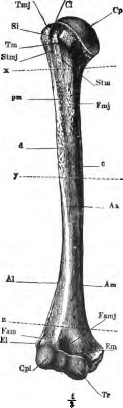The right humerus, seen from the front For description, see text.