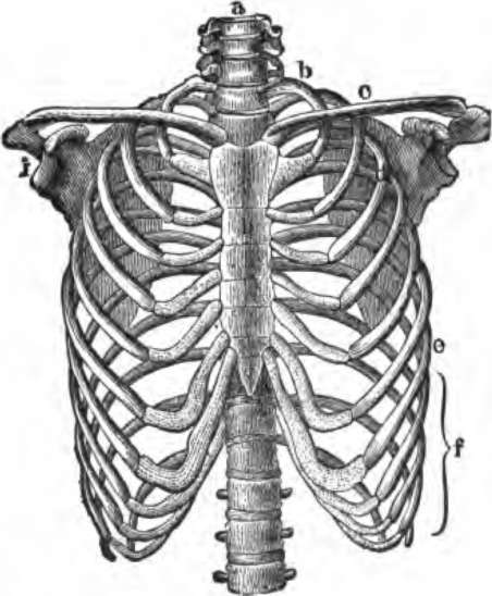 The skeleton of the thorax, a, g, vertebral column; b, first rib; c, clavicle; d, third rib; i, glenoid fossa.