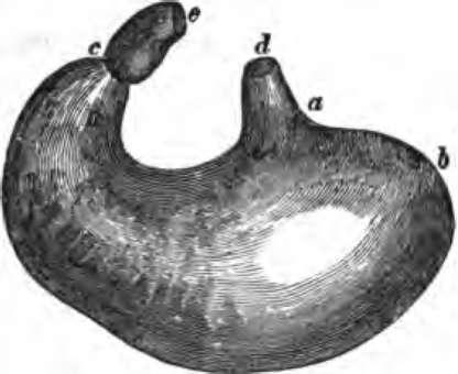 The stomach, d, lower end of the gullet.