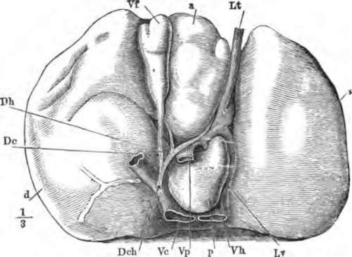 The under surface of the liver, d. right, and s, left lobe.