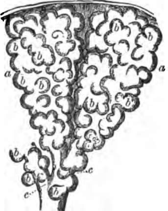 Two alveoli of the lung highly magnified, b, b, the air cells.