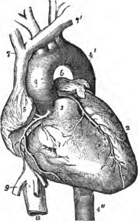 View of the Heart and Great ve88els from before.