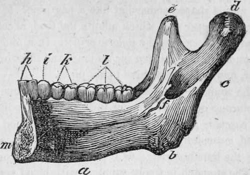 Half Of The Lower Jaw