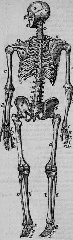 Human Skeleton Posterior View