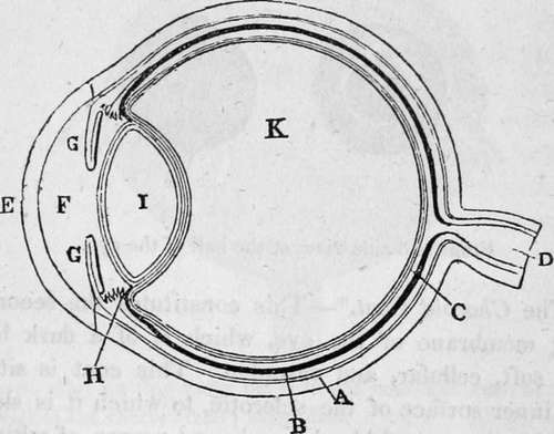 Plan Of The Eye