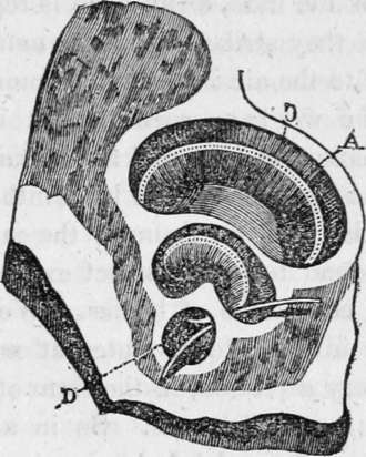 Section Of The Cochlea