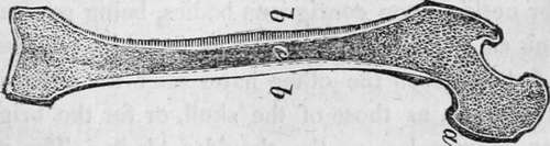 Section Of The Thigh Bone