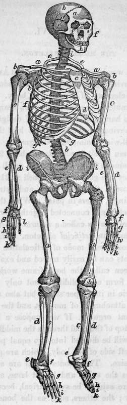 The Human Skeleton Anterior View