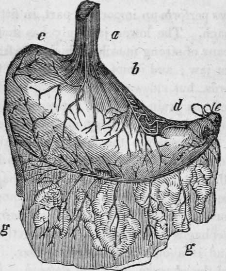 The Human Stomach