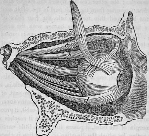 The Muscles Of The Eye