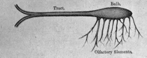 First Nerve (Olfactory)