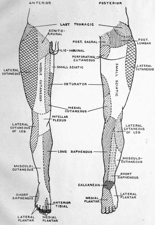Cutaneous Areas Of Lower Extremities