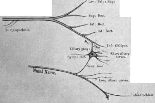 Third Nerve (Oculo-Motor)