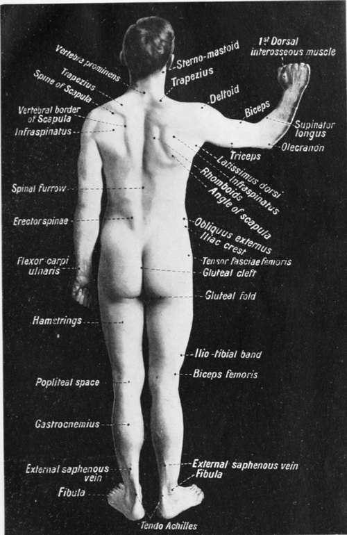 Human Anatomy Posterior