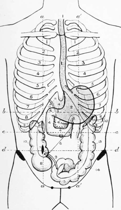 The Alimentary Canal