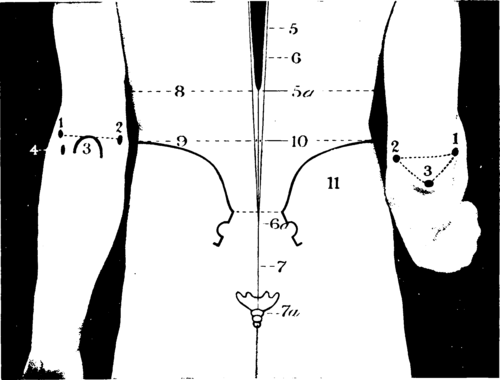 The Elbow And Back Region