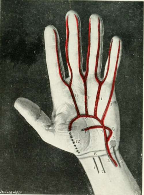 The Palm Of The Hand