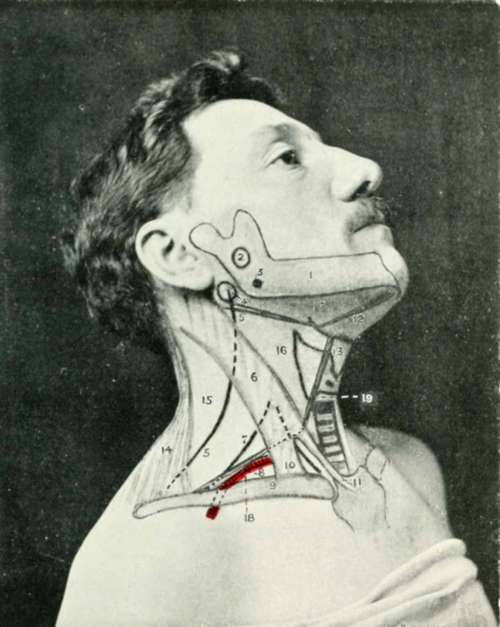 The Side Of The Face And Neck