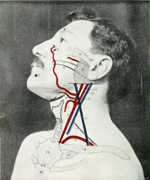 The Side Of The Face And Neck