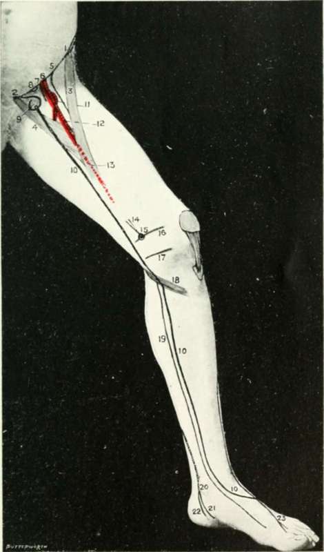 The Side Of The Thigh And Leg