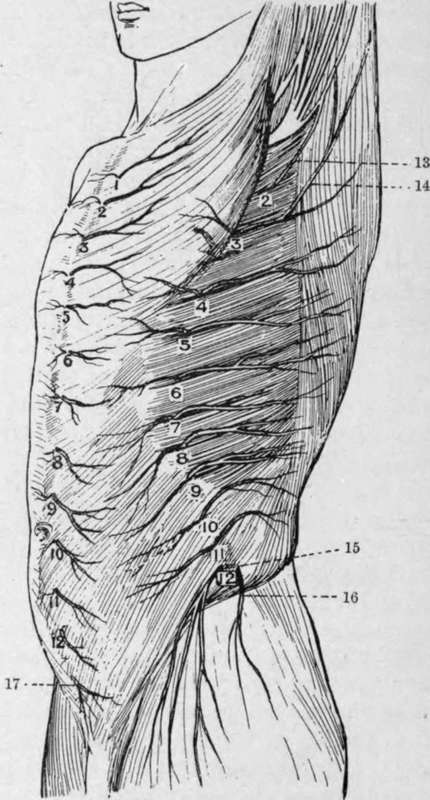 Cutaneous Nerves of the Trunk Antero lateral View
