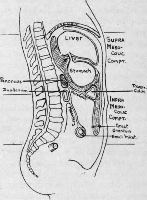 Diagram of Peritoneum, its Sacs and Folds.