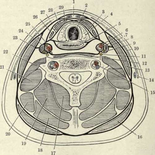 Diagram of a Transverse Section of the Neck