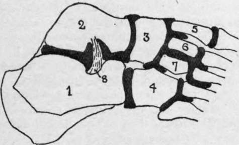 Diagram of the Six Synovial Membranes of the Foot.