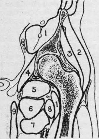 Longitudinal Section of Hip