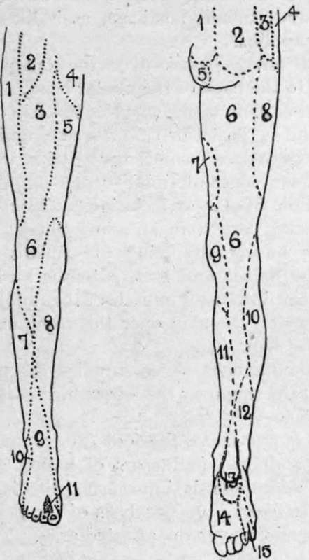 Nerve Supply of Lower Extremity.