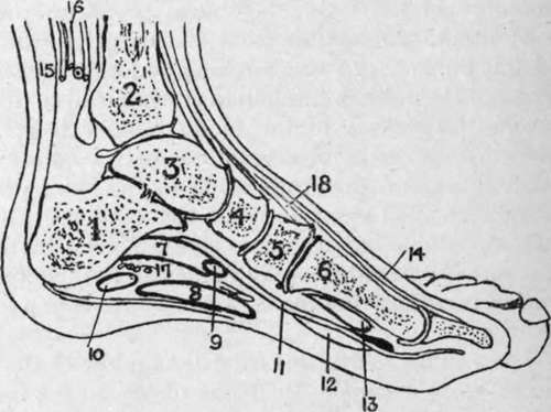 Outline Diagram of Longitudinal Section of Foot.