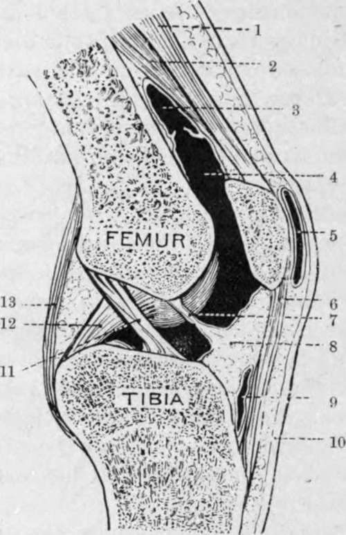 Sagittal Section of the Right Knee Joint