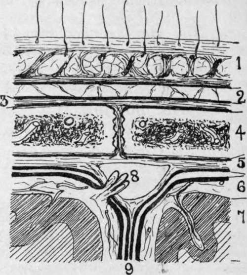 Scalp Section.