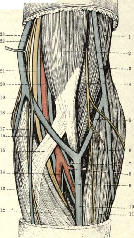 Superficial Dissection of the Front of the Left Elbow.
