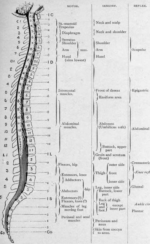 The Approximate Relation to the Spinal Nerves