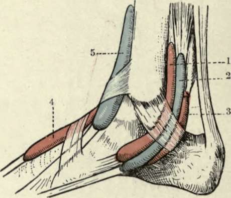 The Synovial Sheaths at the Ankle
