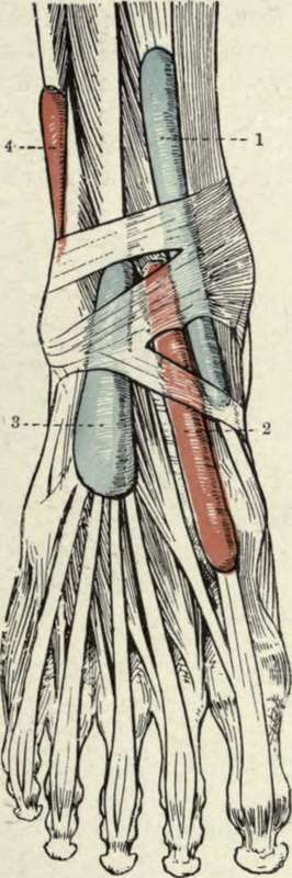 The Synovial Sheaths at the Ankle