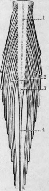 The Terminal Part of the Spinal Cord, anp the Cauda Equina