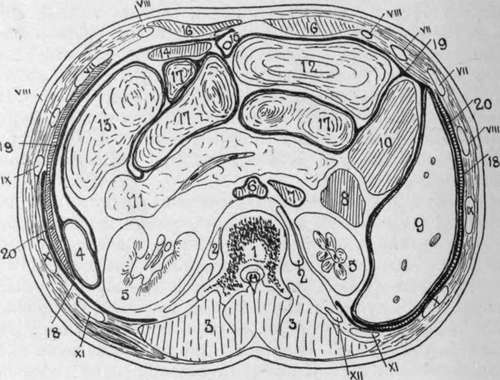Transverse Section of the Abdomen at the Level of the First Lumbar Vertebra.