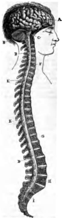 Cerebro spinal nervous centre.