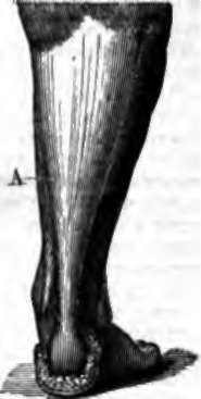 Lower portion of the leg.