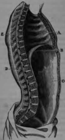 Section of the trunk and its cavities in the median line.