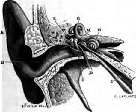 Section shoving the different parts of the ear.