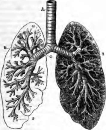 Section showing the ramifications of the bronchi in the lungs.