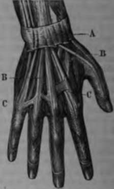 The hand, dorsal aspect.