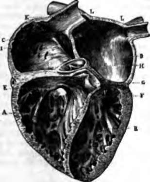 Transverse section of the heart.