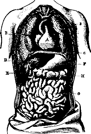Transverse section of the thoracic and abdominal cavities.